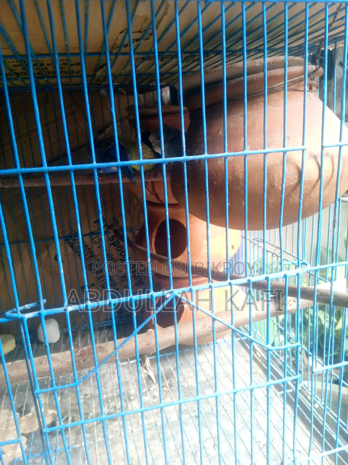 Master Pair Budgie