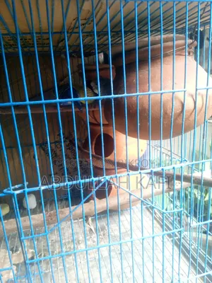 Master Pair Budgie