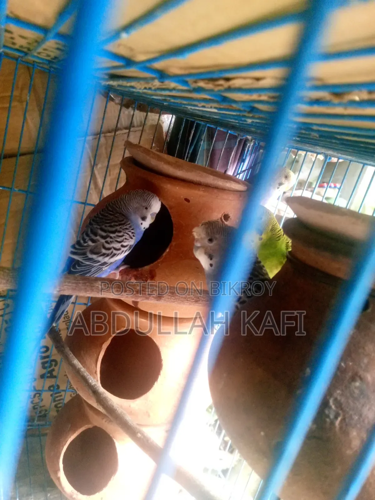 Master Pair Budgie