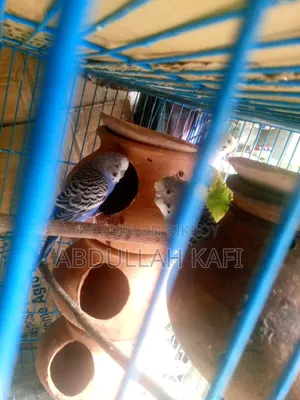 Master Pair Budgie