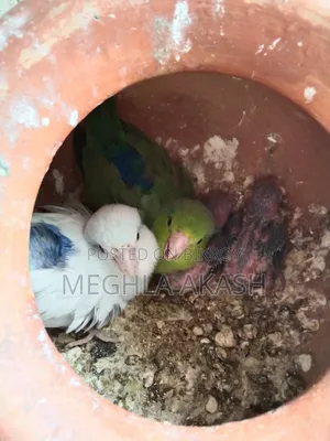 Forpus Parrot