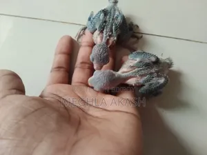 Forpus Parrot