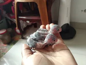 Forpus Parrot