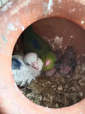 Forpus Parrot