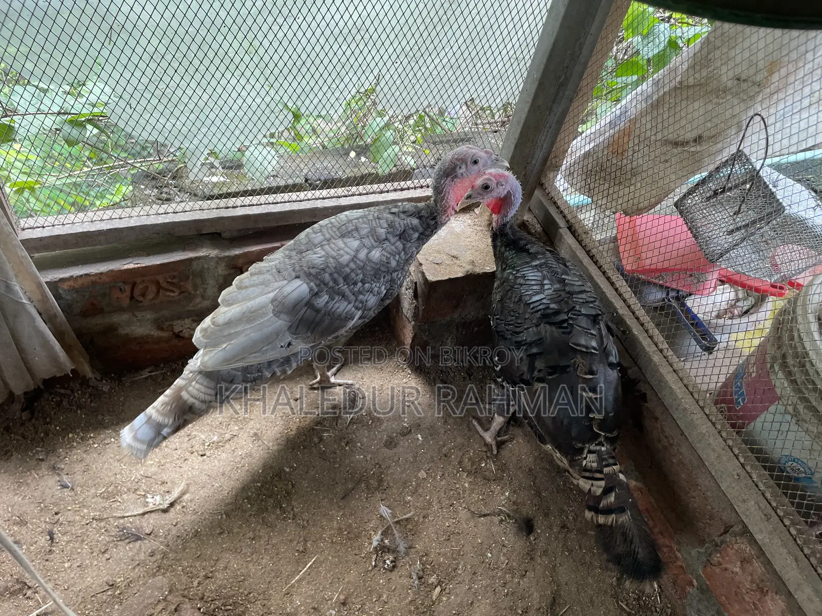 এক জোড়া টারকি