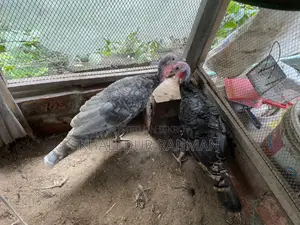 এক জোড়া টারকি
