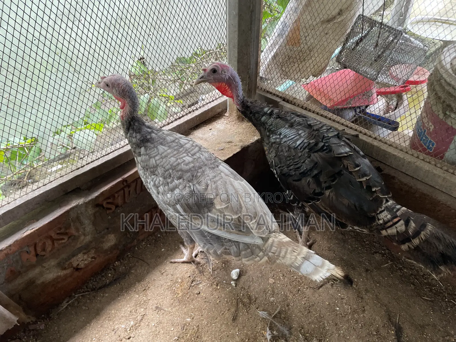 এক জোড়া টারকি