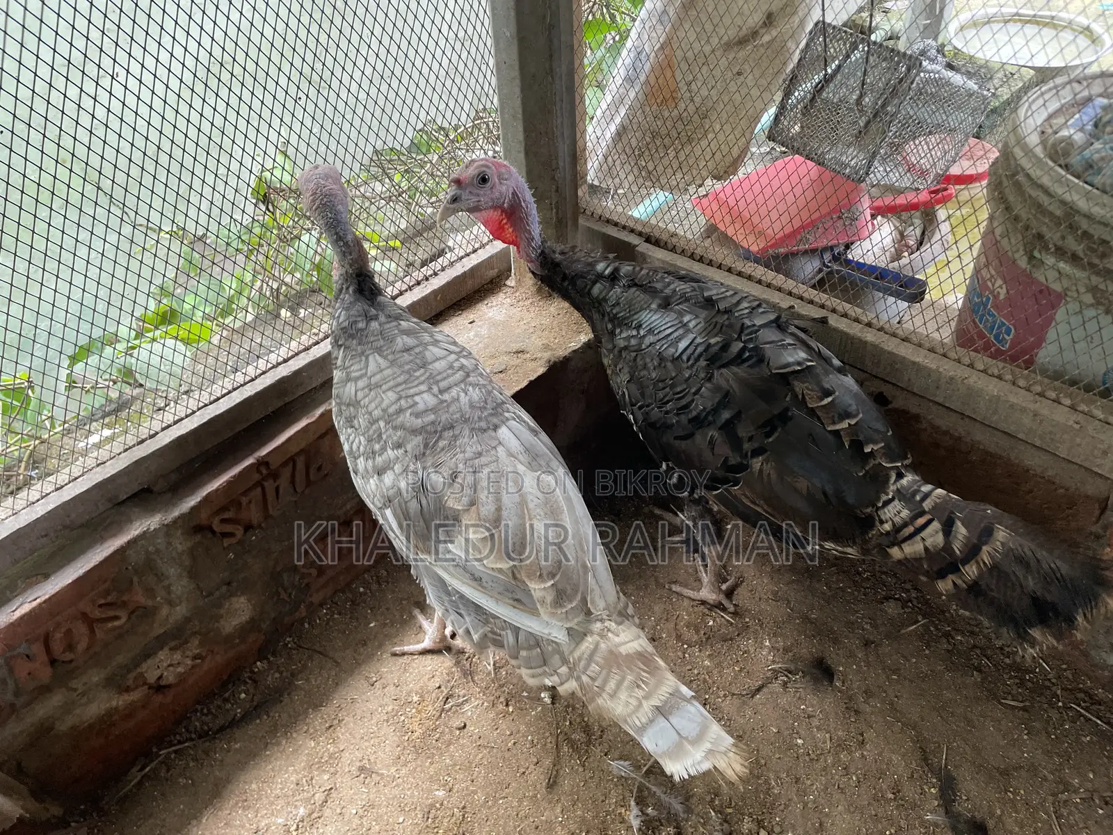 এক জোড়া টারকি