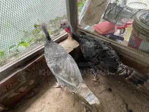 এক জোড়া টারকি