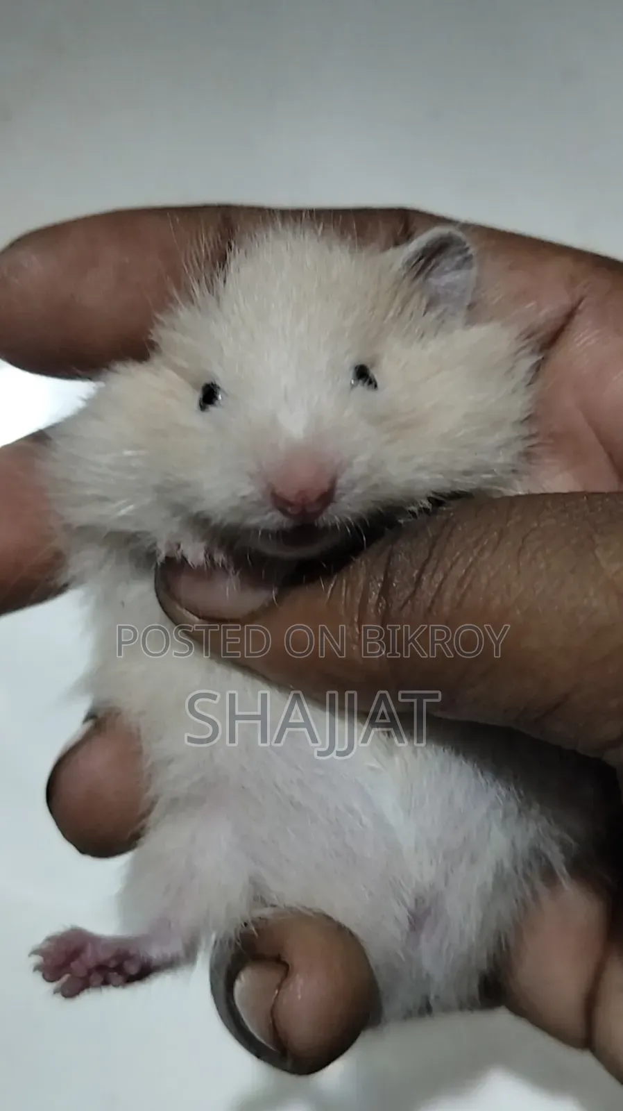 Syrian Hamster Tame Size Baby