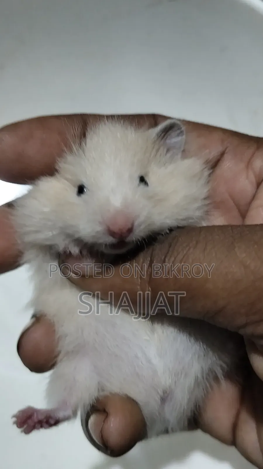 Syrian Hamster Tame Size Baby