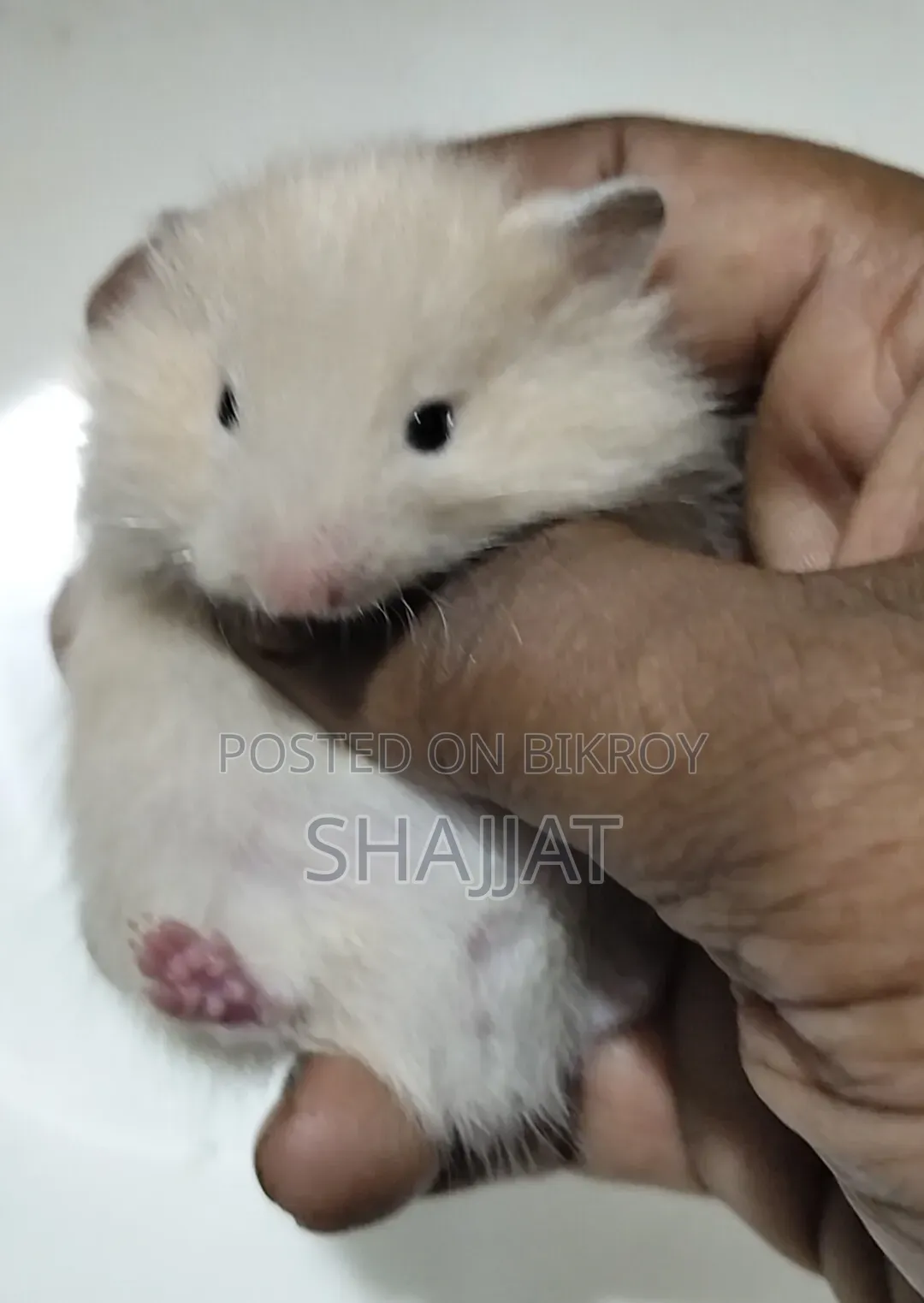 Syrian Hamster Tame Size Baby