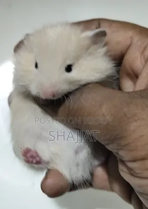 Syrian Hamster Tame Size Baby