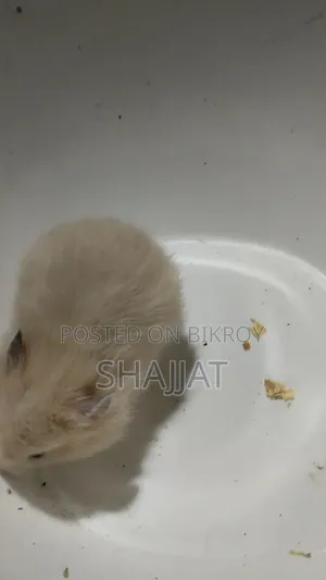 Syrian Hamster Tame Size Baby