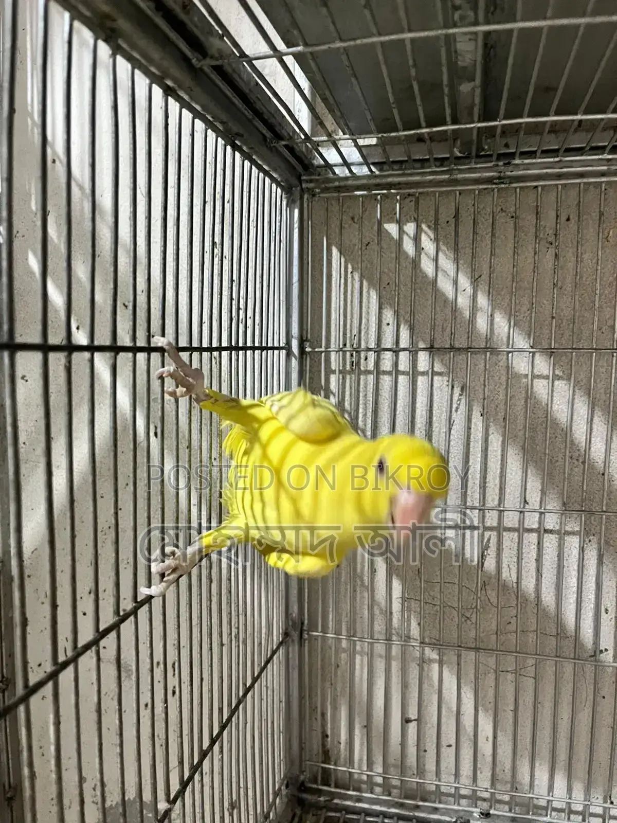 Yellow Cockatiel Bird