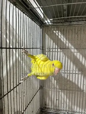 Yellow Cockatiel Bird