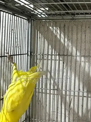 Yellow Cockatiel Bird