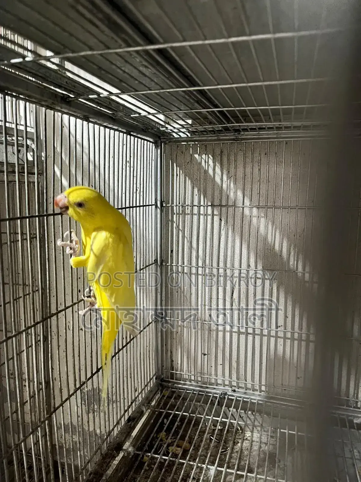 Yellow Cockatiel Bird