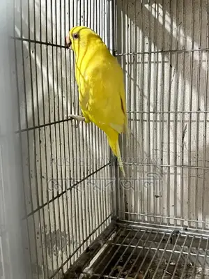 Yellow Cockatiel Bird