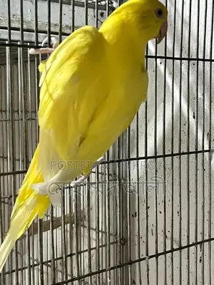 Yellow Cockatiel Bird