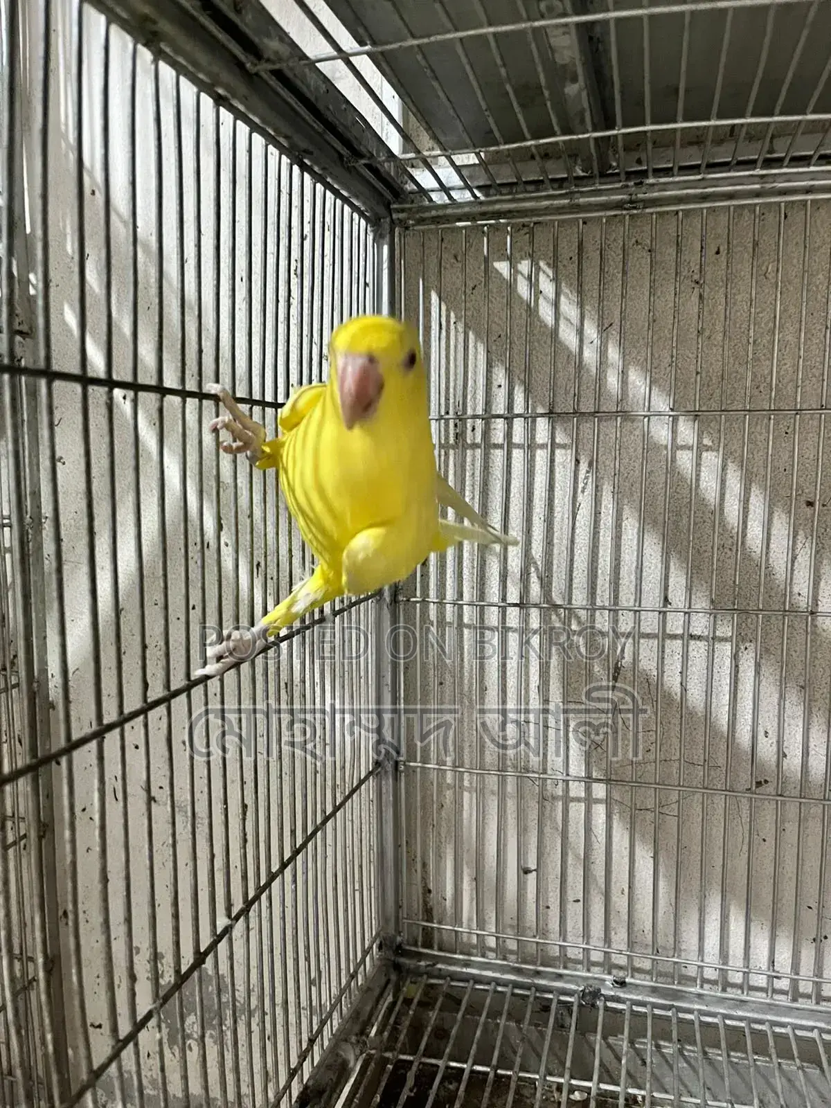Yellow Cockatiel Bird