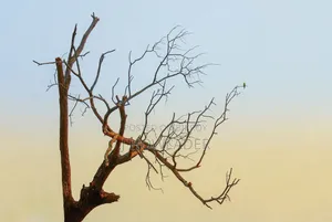Sony A200 DSLR