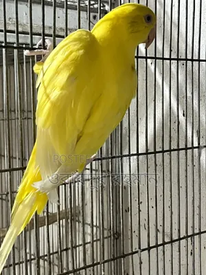 A Yellow Holland Parrot
