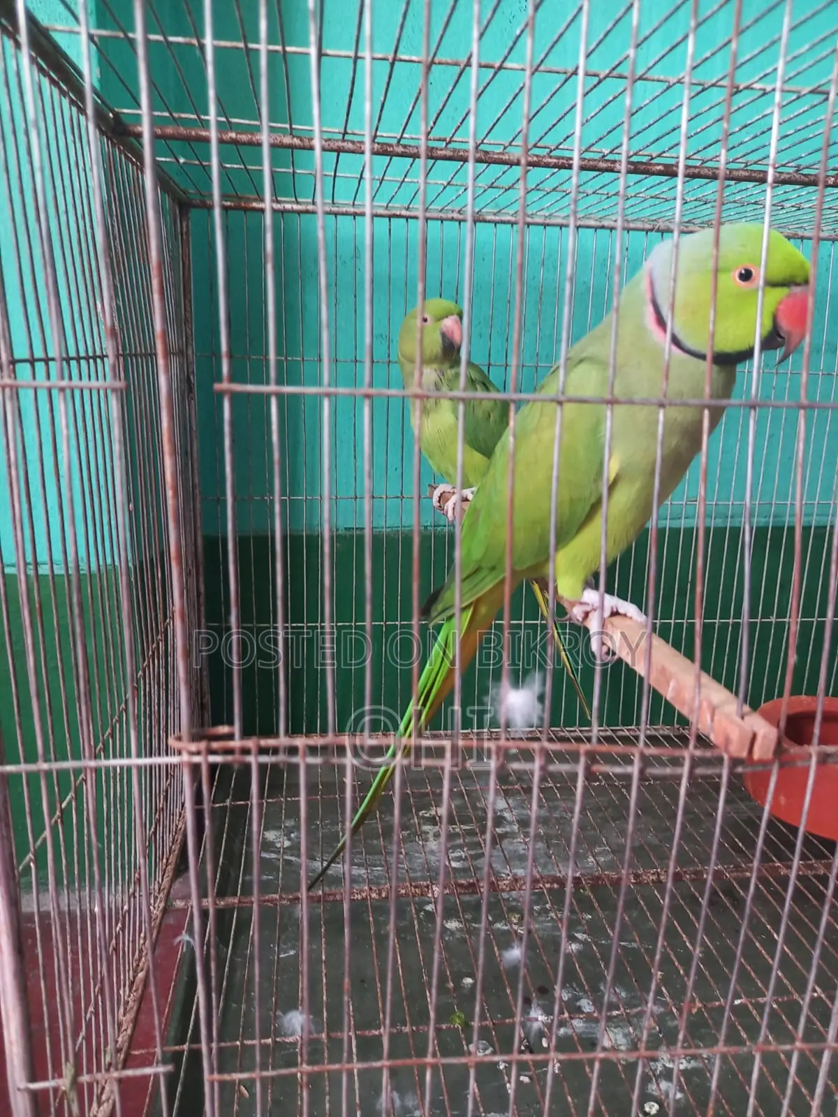 A pair of adult half-tame green ringneck parrots for sale.