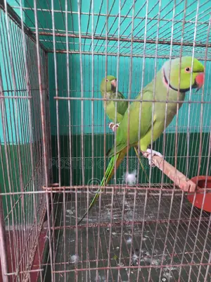 A pair of adult half-tame green ringneck parrots for sale.