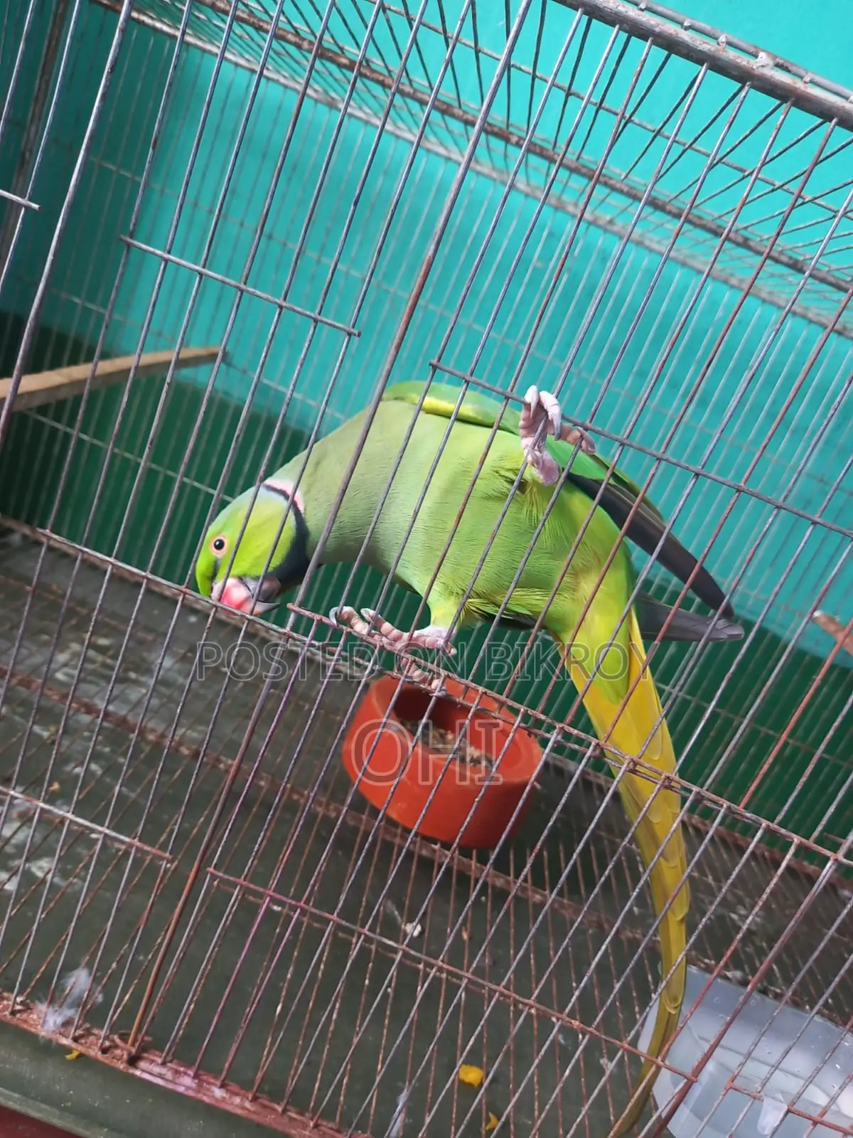 A pair of adult half-tame green ringneck parrots for sale.