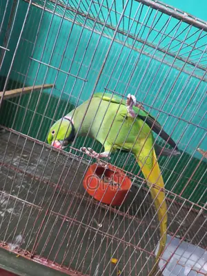 A pair of adult half-tame green ringneck parrots for sale.