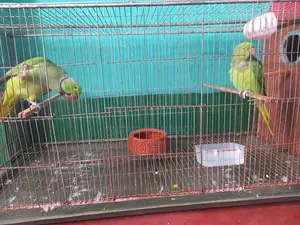 A pair of adult half-tame green ringneck parrots for sale.