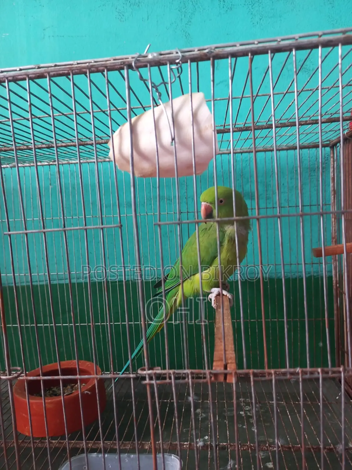 A pair of adult half-tame green ringneck parrots for sale.