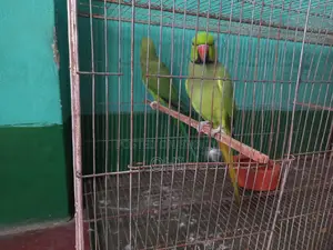 A pair of adult half-tame green ringneck parrots for sale.