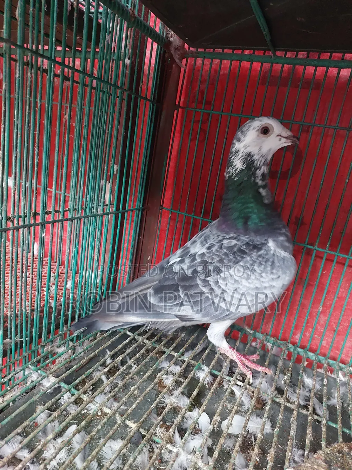 Grizzle Male Pigeon