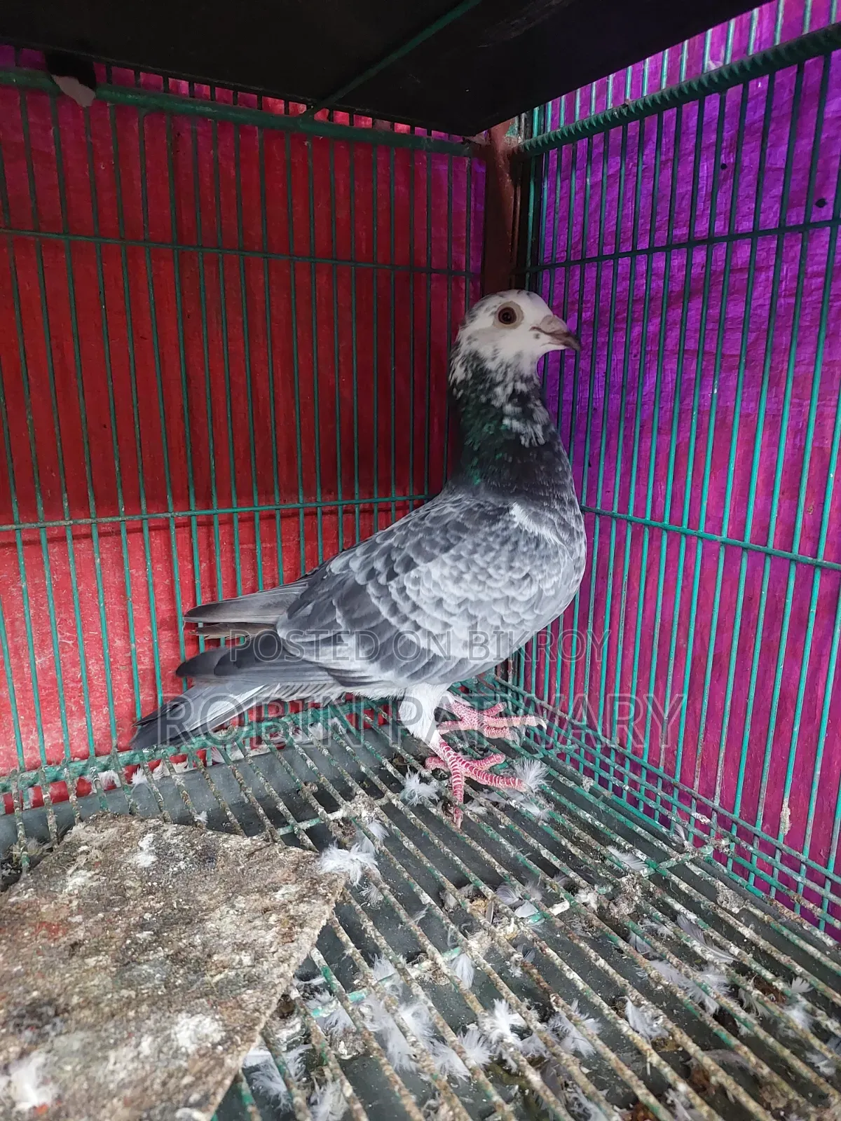 Grizzle Male Pigeon