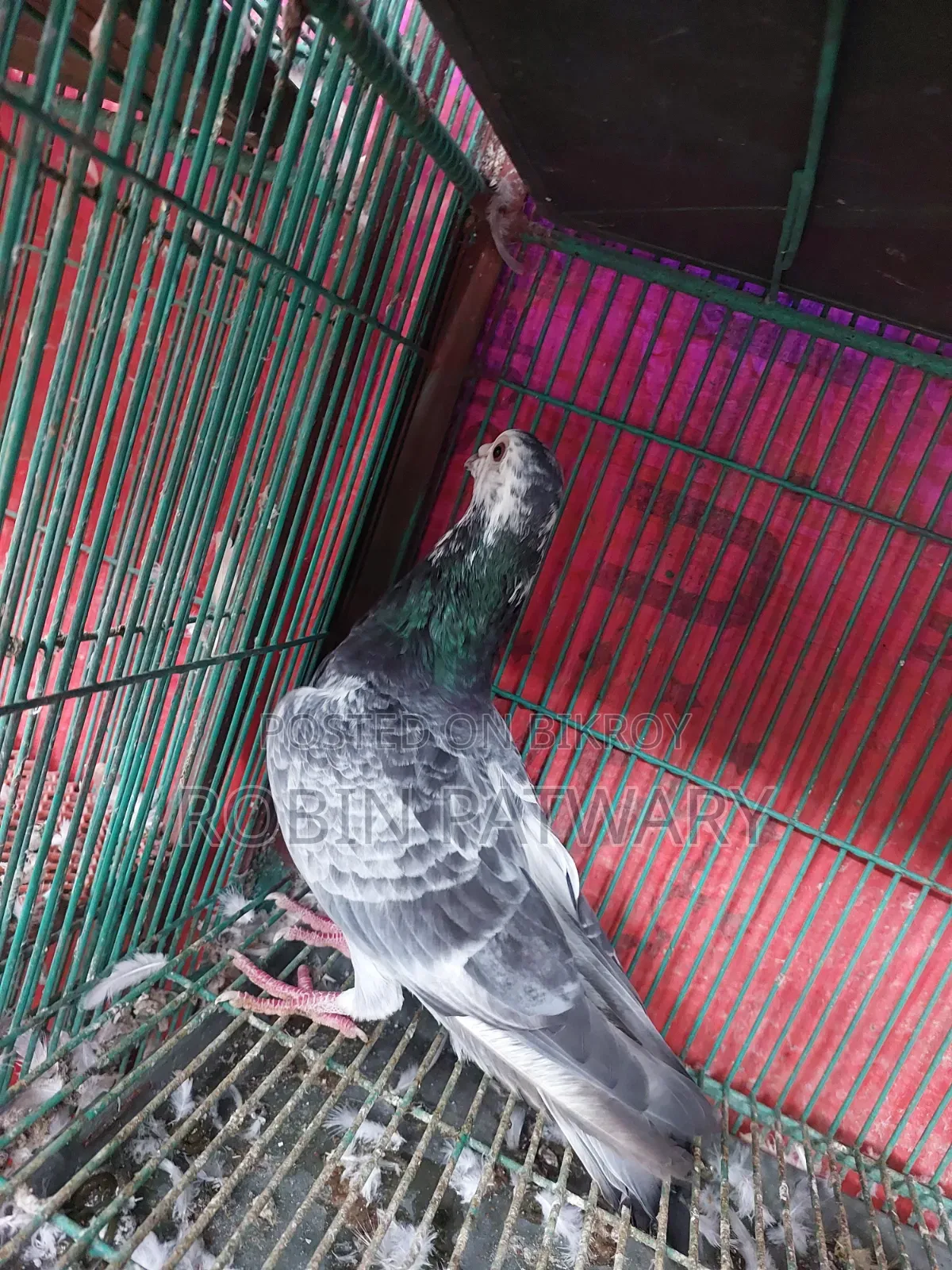 Grizzle Male Pigeon