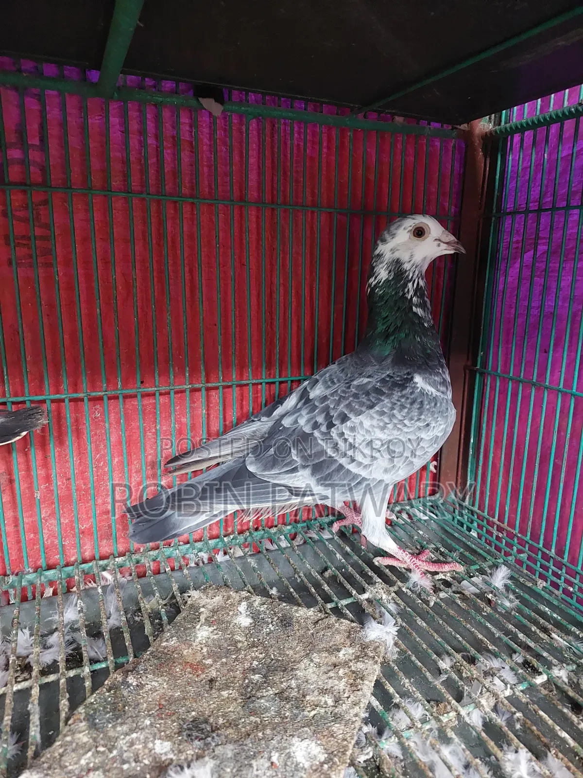 Grizzle Male Pigeon