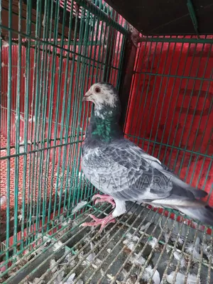 Grizzle Male Pigeon
