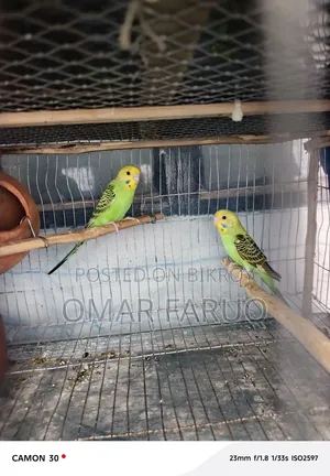 Budgerigar Birds