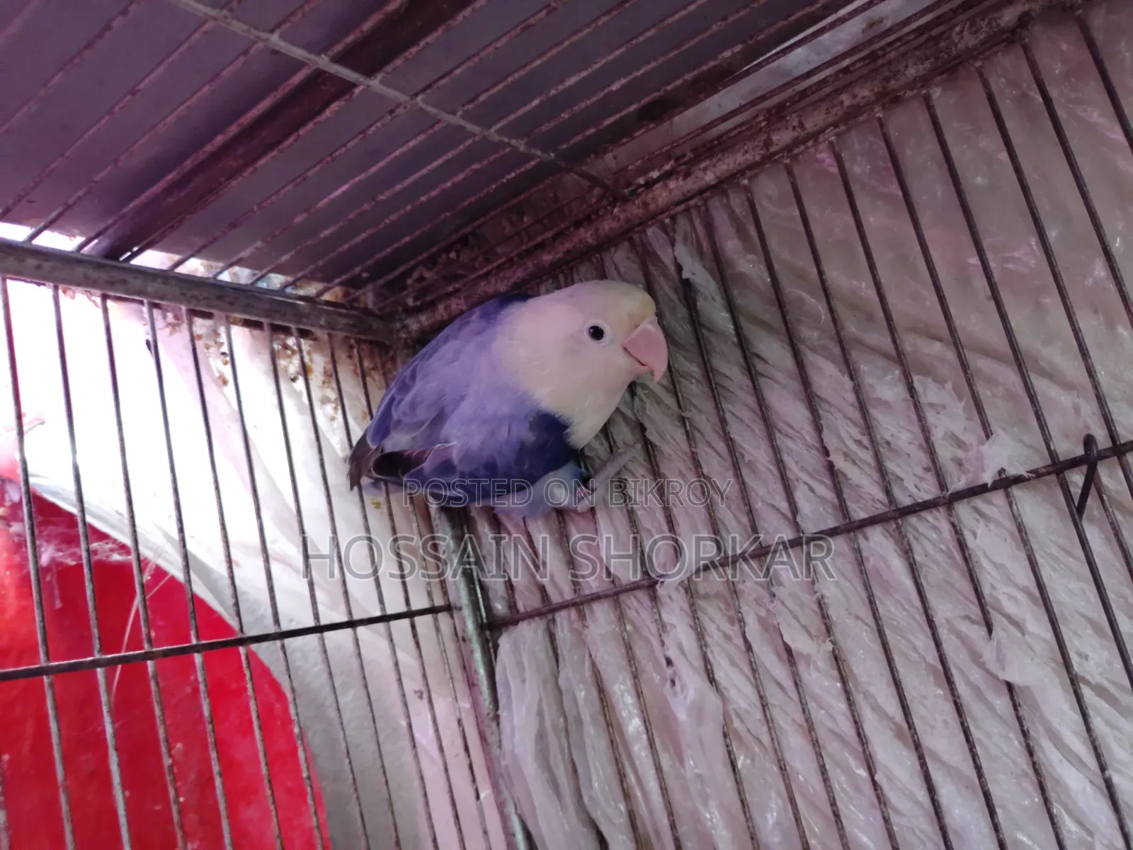 Violet Opaline Female