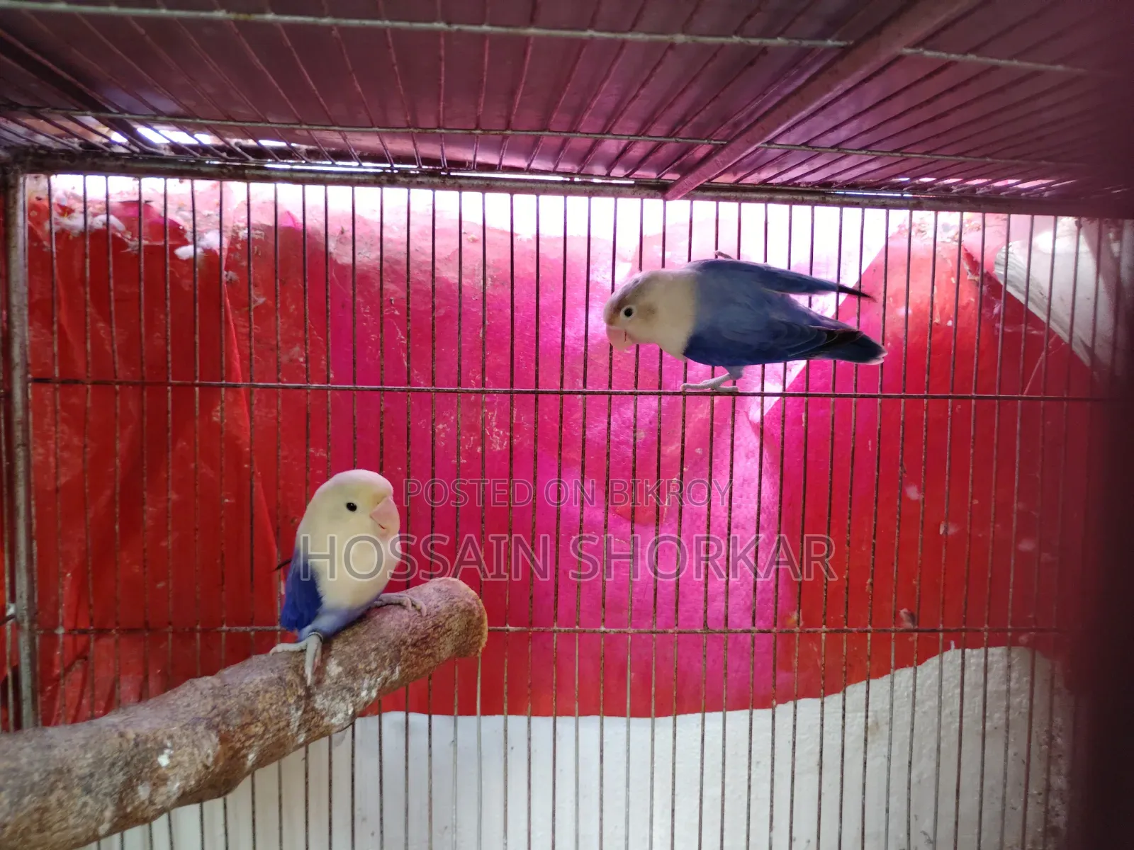 Violet Opaline Female
