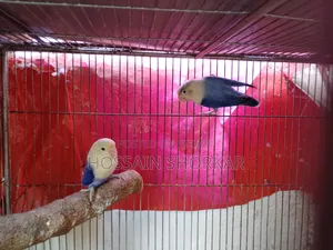Violet Opaline Female