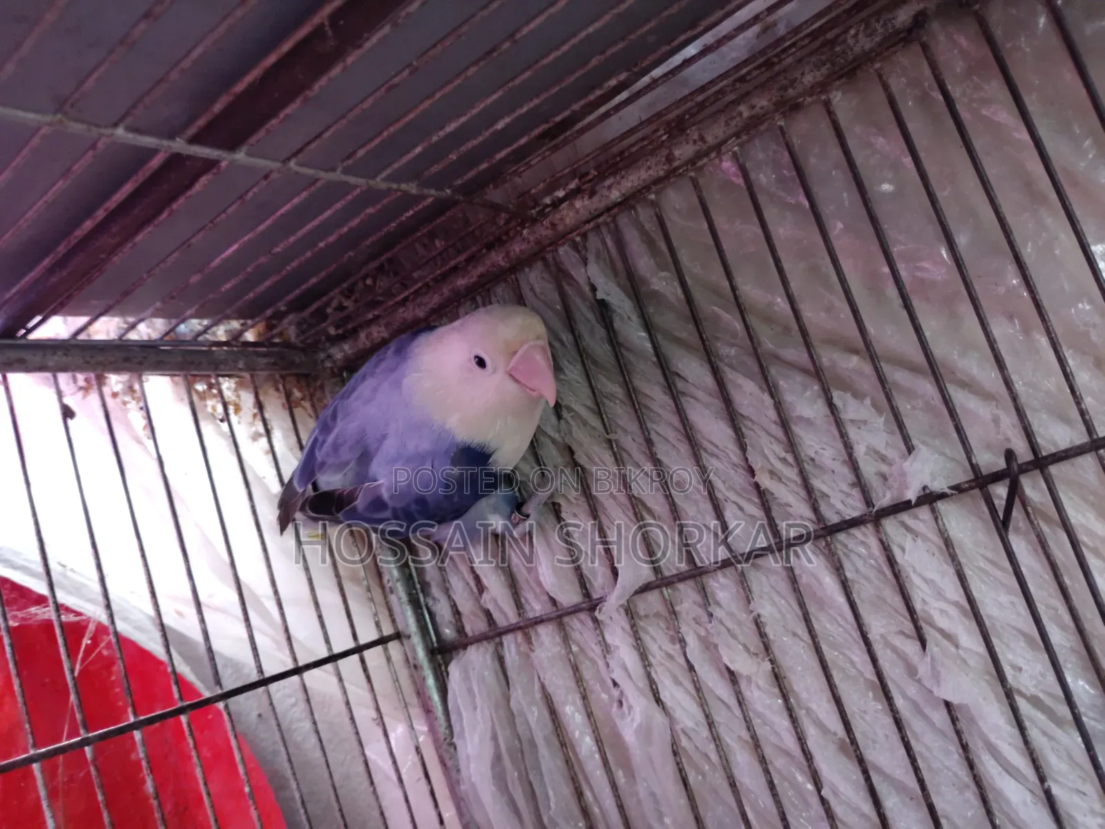 Violet Opaline Female