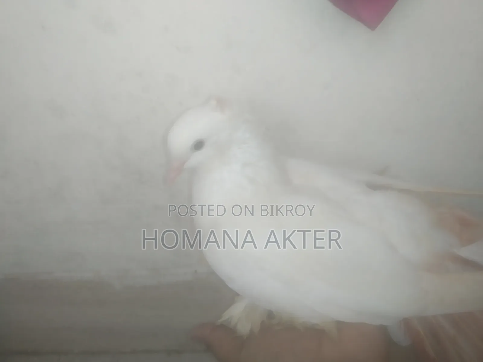 লক্কা কবুতর