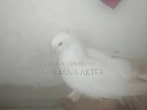 লক্কা কবুতর