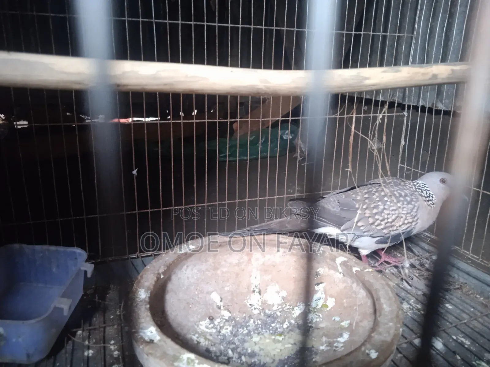 Male Dove Bird