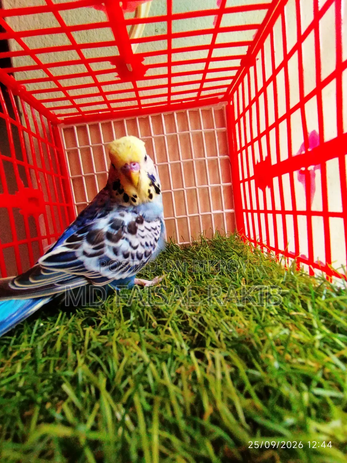 English Budgies