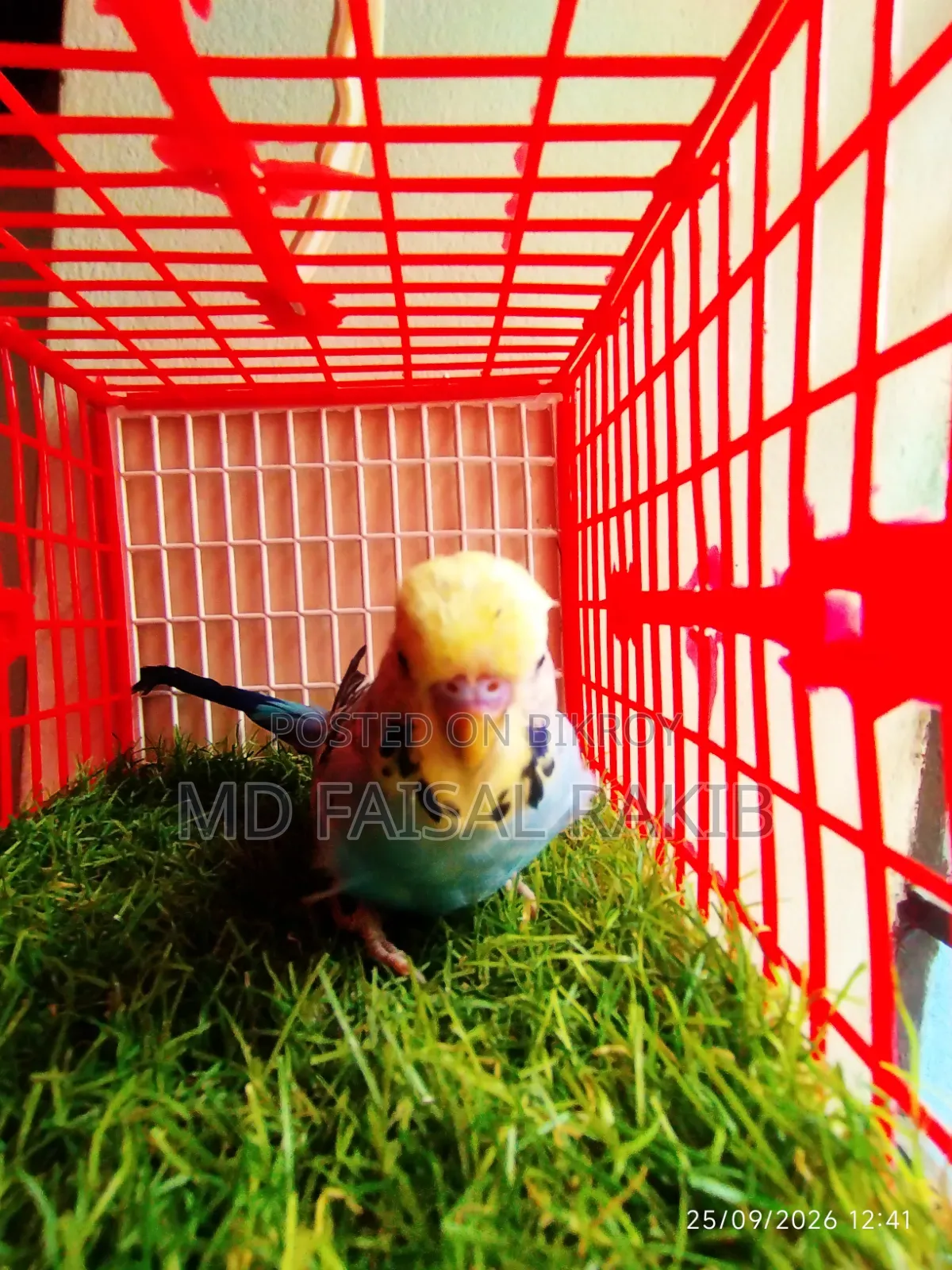 English Budgies