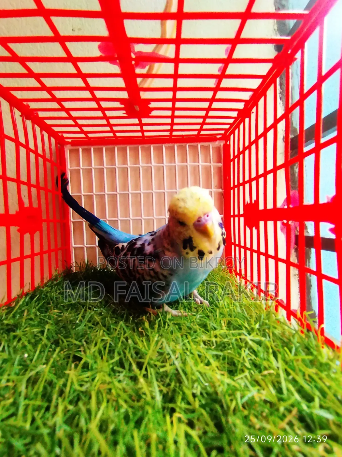 English Budgies